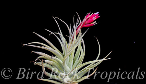 Tillandsia Ed Doherty - (T. aeranthos x leonamiana)