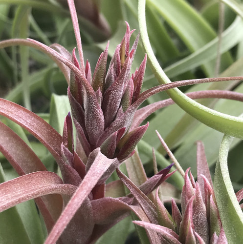 Tillandsia Eric Knobloch - (T. streptophylla X brachycaulos), Mexico