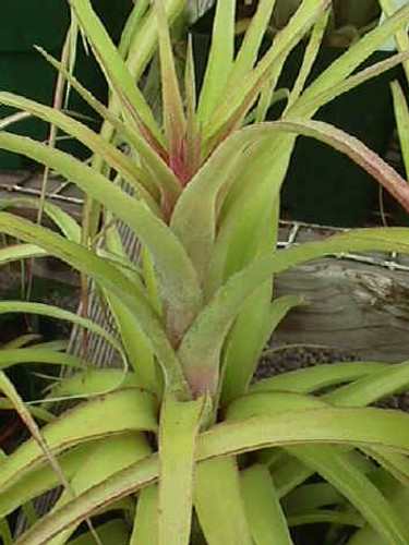 Tillandsia Eric Knobloch - (T. streptophylla X brachycaulos), Mexico