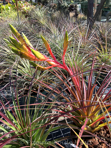 Tillandsia Ervin Wurthman - (T. fasciculata x tricolor)