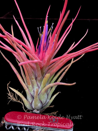 Tillandsia Derek - (T. bulbosa X ionantha)