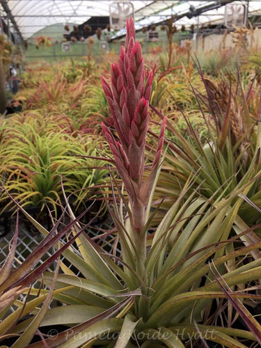Tillandsia Jungle Gem - (T. geminiflora X latifolia)