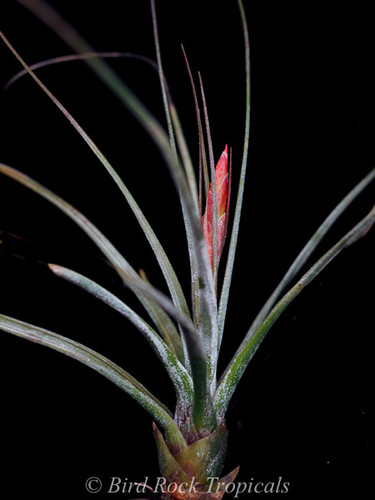 Tillandsia juncea x schiedeana