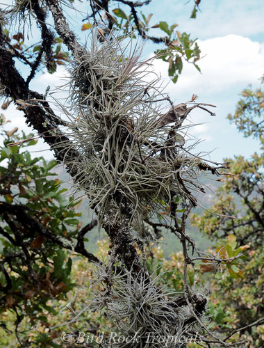 Tillandsia Kimberly (T. usneoides x recurvata)