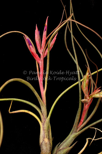Tillandsia paucifolia x butzii