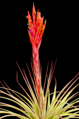 Tillandsia Queen's Ruby Torch - (T. jalisco-monticola X rotundata) - Koide Hybrid