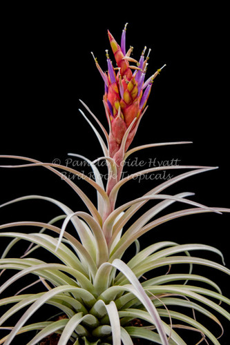 Tillandsia Queen's Sceptre - (T. harrisii x fasciculata v. uncispica (formerly labeled as T. buchii))