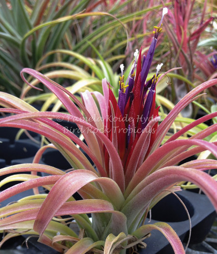 Tillandsia Queen's Trinket - (T. flabellata x ionantha)