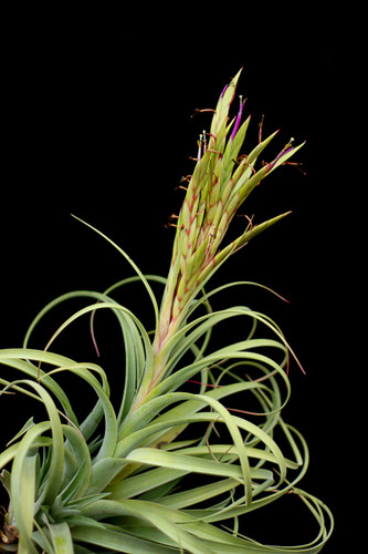 Tillandsia streptophylla X novakii