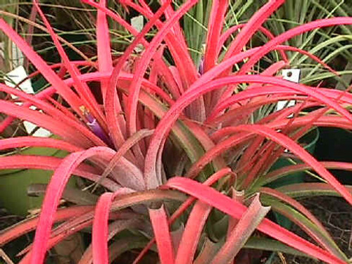 Tillandsia Victoria - (T. ionantha x brachycaulos), Mexico