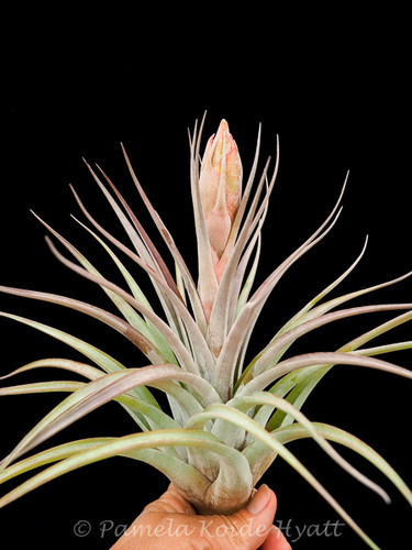 Tillandsia x correalei (T. fasciculata X hondurensis)