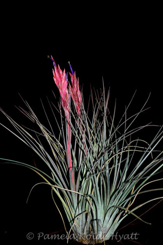 Tillandsia x floridana (T. bartramii x fasciculata)