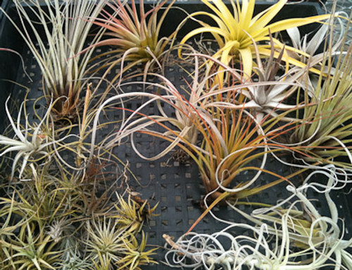 Beginners Tillandsia Assortment - 15 pack