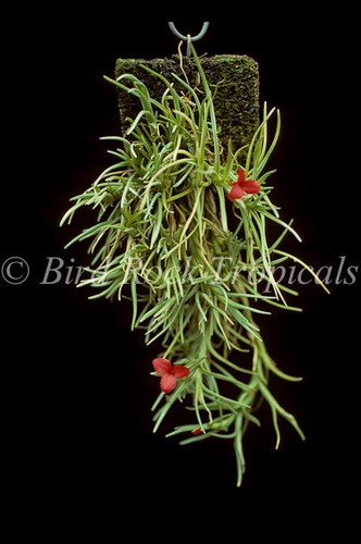 Tillandsia albertiana