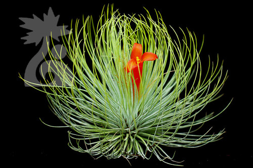 Tillandsia andreana