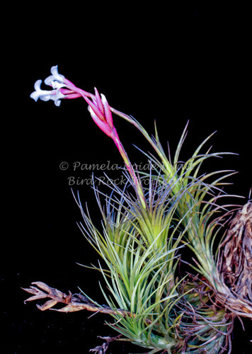 Tillandsia araujei 'Bronze'