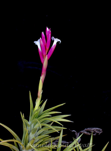 Tillandsia araujei v. araujei