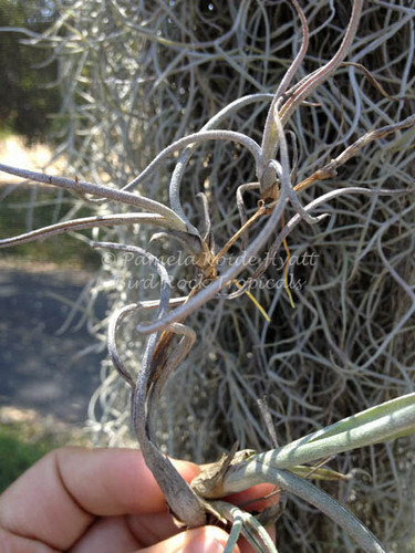 Tillandsia baileyi (vivipara)