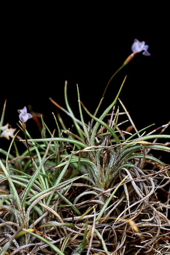 Tillandsia bandensis