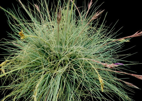 Tillandsia bartramii
