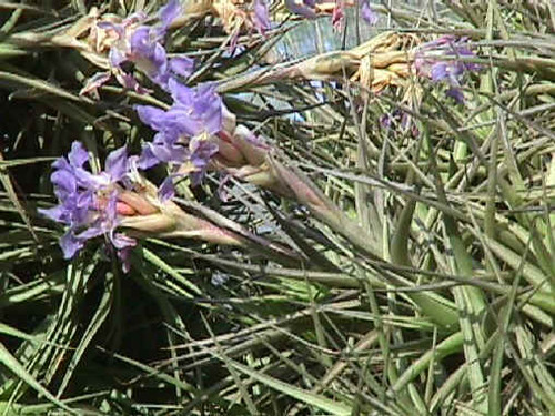 Tillandsia bergeri
