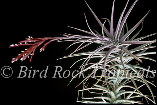 Tillandsia buchlohii