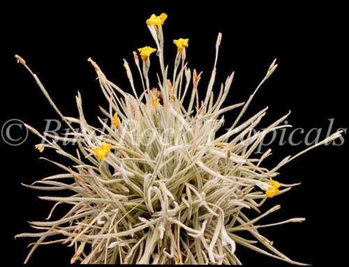 Tillandsia crocata