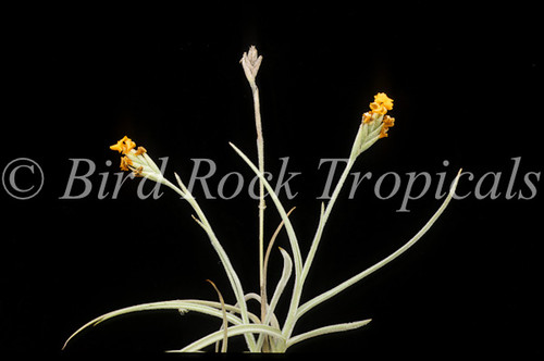 Tillandsia crocata (orange flowers)