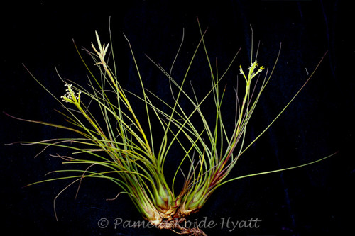 Tillandsia disticha (major)