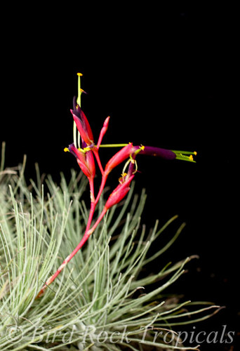 Tillandsia fuchsii v. fuchsii forma gracilis