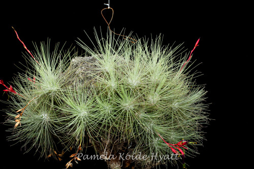 Tillandsia fuchsii v. fuchsii forma gracilis