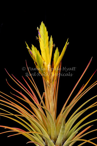Tillandsia grossispicata