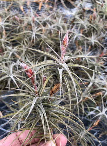 Tillandsia latifolia v. latifolia (miniata form)