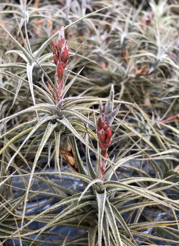 Tillandsia latifolia v. latifolia (miniata form)