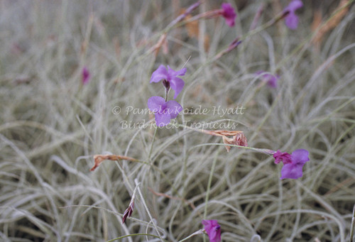 Tillandsia mallemontii
