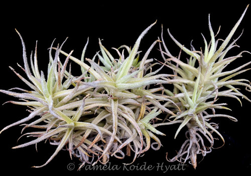 Tillandsia species