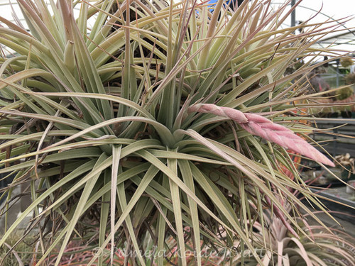 Tillandsia rauschii