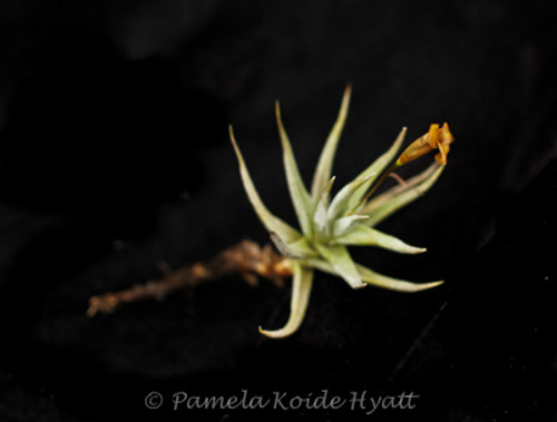 Tillandsia rectangula