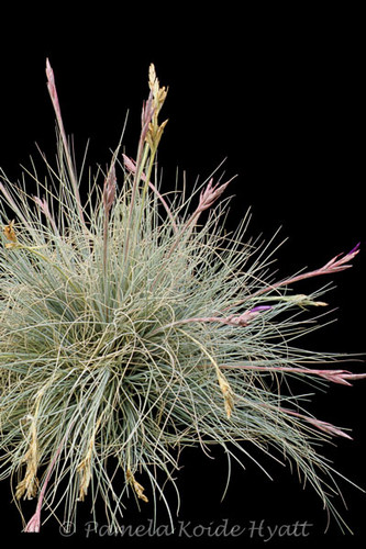 Tillandsia setacea