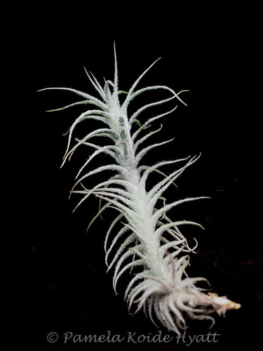 Tillandsia stellifera