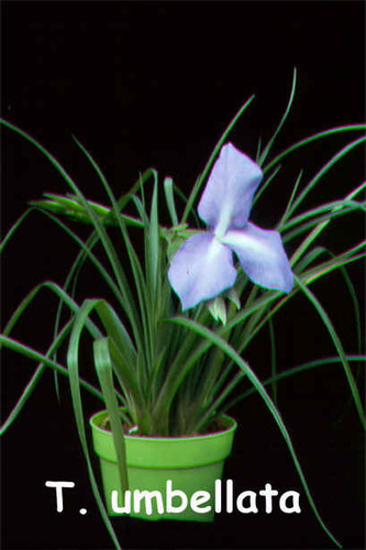 Tillandsia umbellata