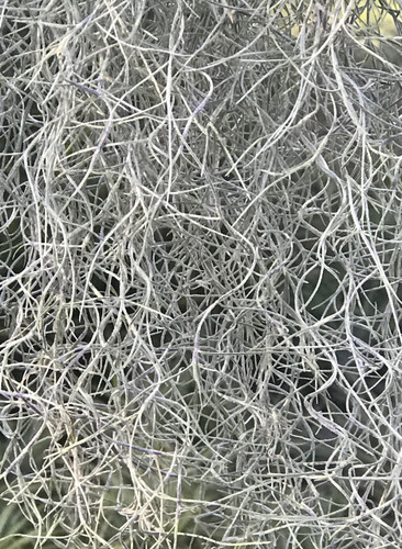 Tillandsia usneoides (thin, Spivey)