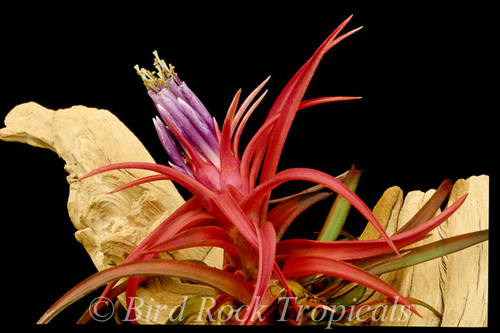 Tillandsia velutina