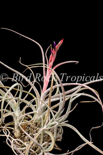 Tillandsia baileyi