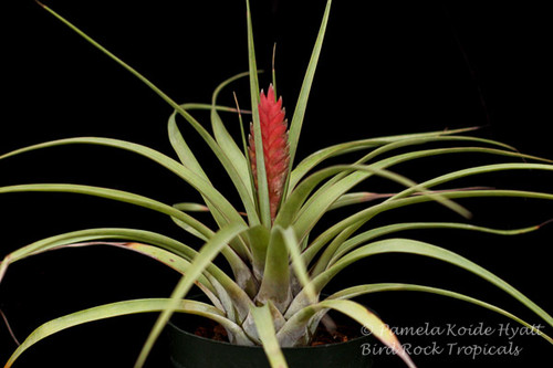 Tillandsia barclayana v. minor