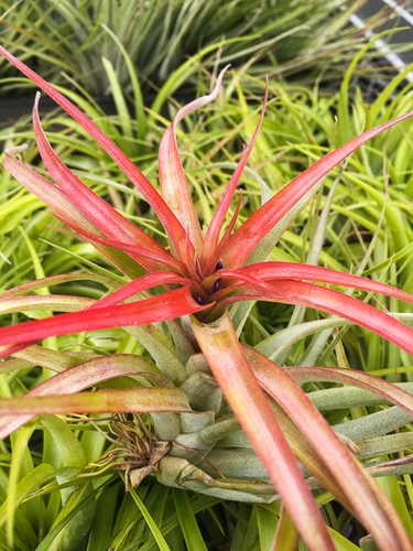 Tillandsia brachycaulos