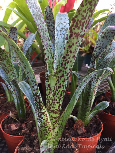 Tillandsia brenneri