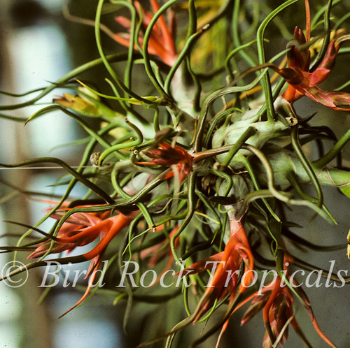 Tillandsia bulbosa
