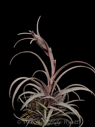 Tillandsia capitata v. domingensis