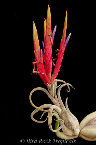 Tillandsia caput-medusae